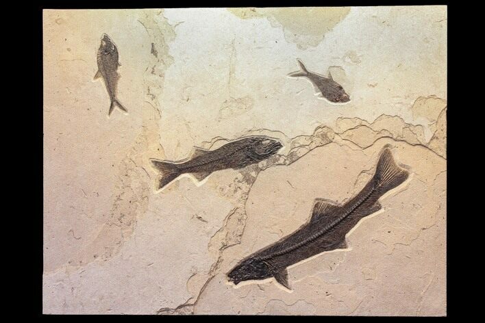 Wide Green River Fossil Fish Mural - Authentic Fossils #132127